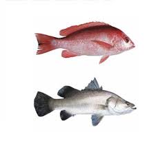 Panjang tubuhnya dapat mencapai 90 cm. Sekilas Mengenal Klasifikasi Dan Morfologi Ikan Kakap Putih Barramundi Lates Calcarifer Komoditas Laut Unggulan Biota Dunia Perairan