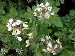 Most leafy greens can be direct sown in the ground and the arugula plant is no exception. Arugula Blossoms Ediblegardens52