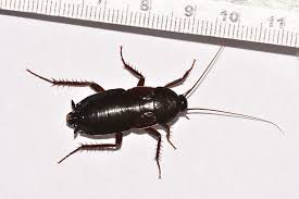 Our versatility in service delivery has also played a large impact in enhancing our popularity. 24 Hour Pest Control Exterminators For Your Home And Business In Nyc Open 24 Hours Emergency Pest Control Exterminators At Onehourpestcontrol Nyc