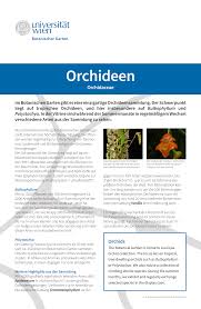 Image result for Polystachya kermesina