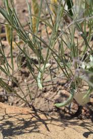 Image result for Thesium goetzeanum