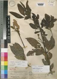 Image result for Campylospermum densiflorum