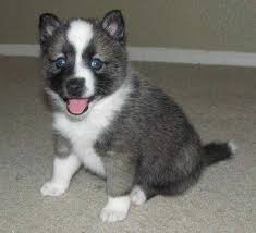 Black And White Pomsky With Blue Eyes Blue Eyes Pomsky Puppies For Sale Adoption From Peterborough Ontario Adpost Com Classifieds Canada 62190 Pomsky Puppies Pomsky Puppies For Sale Puppies