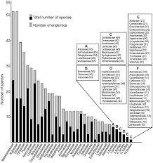 Image result for Rhytachne robusta