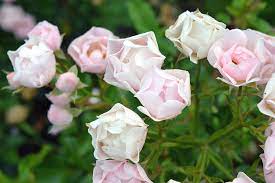 Pink flowers names and pictures. Beautiful Small Light Pink Flowers In The Garden Photograph By Oana Unciuleanu