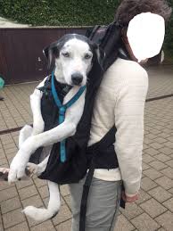 Dog Carrier Xxl Fur Hunde Von 15 30kg Dog Carrier Hunderucksack Hunde Trager Rucksack Fur Hunde