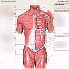 What is the origin and insertion of the rectus abdominis ? Muscles Torso Front Diagram Quizlet