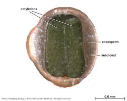 Image result for Indigofera secundiflora