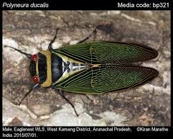 Image result for Eulalia polyneura