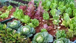 Important Things To Consider When Doing Home Gardening Garden Calendar Gardening For Beginners Growing Food