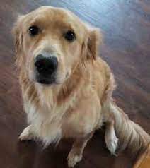 Stud Dog 2 Year Old Male Golden Retriever Stud Dog Breed Your Dog