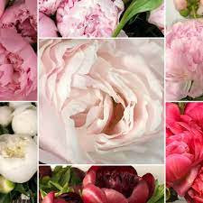 Orders can be placed up until the day before delivery at no extra charge. Botanica Wholesale Florist Home Facebook