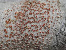 Image result for Eriosema flexuosum