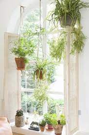 A vous de les choisir avec soin pour pouvoir. Quelle Plante Avoir Dans La Chambre Plante Verte Deco Plantes Decoration Plante