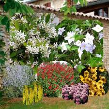 Son aspect peut bien incommoder votre regard. Kit Massif Habiller Un Mur Au Sud Vente En Ligne De Plants De Kit Massif Habiller Un Mur Au Sud Pas Cher Leaderplant
