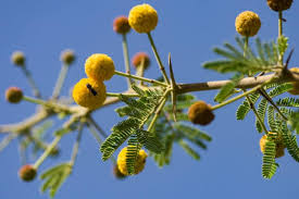 نتیجه جستجوی لغت [acacia] در گوگل
