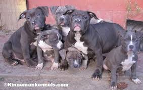 We did not find results for: Pictures Of Pit Bull Puppies American Pitbull Terriers Apbt