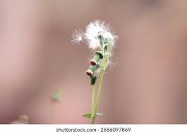 Image result for Crassocephalum radiatum