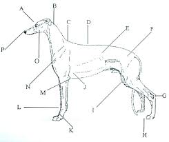 A Humorous Look At The Greyhound Anatomy Greyhound