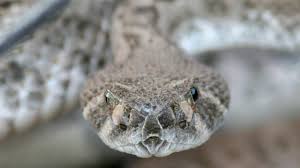 Image result for photo of people in church with rattlesnakes