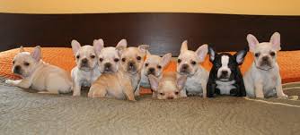 How Many French Bulldog Puppies In A Litter What The Frenchie