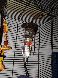 String large wooden (or plastic) bead on the end 4. Need Diy Rat Toys Cage Accessories Any Ideas Rats