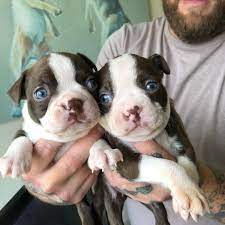 Join millions of people using oodle to find puppies for adoption, dog and puppy listings, and other pets adoption. Dogs For Sale In Ohio Under 500
