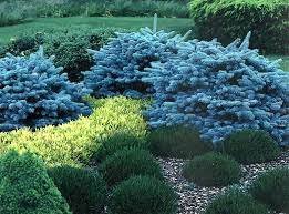 Globe blue spruce (picea pungens glauca globosa) is an attractive dwarf conifer perfect for full sun locations that do not have much space. Dwarf Globe Blue Spruce