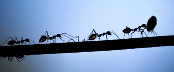 Fourmis Prevenir Ou Gerer Une Invasion Dans La Maison Caa Quebec