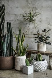 Quando si parla di piante, ricorda sempre che non si tratta di soprammobili, ma di organismi viventi con determinate esigenze.dunque, prima ancora di. Piante Da Appartamento La Casa Diventa Green Fillyourhomewithlove Fioriere Interne Piante Da Appartamento Arredare Con Le Piante Da Appartamento