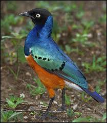 Spacex is developing a low latency, broadband internet system to meet the needs of consumers across the globe. Superb Starling Photo By Photographer Louis Blair Beautiful Birds World Birds Pet Birds