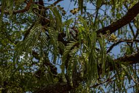 Image result for Brachystegia boehmii