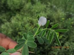 Image result for Tephrosia pumila