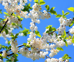 Image result for Halesia