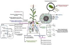 Ijms Special Issue Plant Microbe Interaction 2017