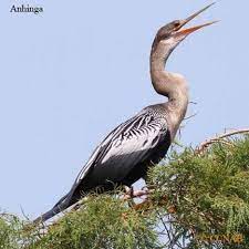 All Birds Of North America Anhinga Pictures Snake Bird Anhinga Of North America Birds Birds North America Sea Birds