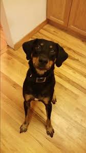 Black And Tan Coonhound Doberman Pinscher Mix Black And Tan Coonhound Lab Mix My Sweet Girl Farrah On Her 3rd Birthday Coonhound Hound Dog Black And Tan