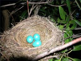 Skipper and ping, two male king penguins residing at zoo berlin in germany, arrived as a pair from another zoo in hamburg in april. Life Cycle Of Penguins Sciencing