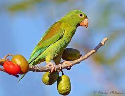 Orange Chinned Parakeet Parakeet Parrot Beautiful Birds