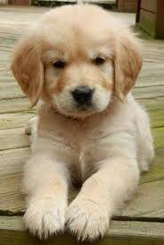 Golden Retriever Puppy Cross Stitch Pattern Counted Cross Stitch Puppy Cross Stitch Golden Puppy In 2020 Pretty Dogs Cute Dogs Cute Animals