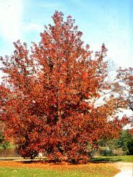 Image result for Liquidambar