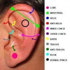 Pin By Kerri Hoey On My Wishlist 3 Types Of Ear Piercings Ear Piercings Different Ear Piercings
