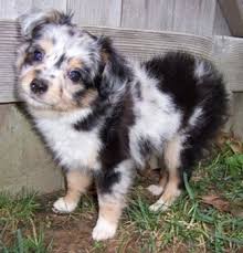 aussiedoodle dog breed information and