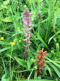 Image result for Orobanche