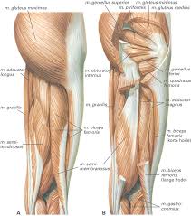 Benet Hofte Og Larmuskler Sett Bakfra A Overflatiske Muskler Storst Er Musculus Gluteus Maximus Som Strekker Hoften Og Muliggjor Oppreist Gange Muskler