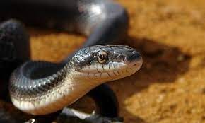 Black Rat Snake Rat Snake Snake Black Rat