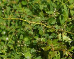 Image result for Desmodium incanum
