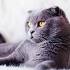 The 25 Most Popular Cat Breeds In The World ... - CatTime