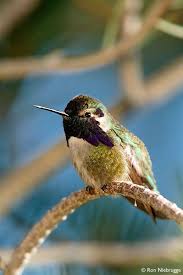 Birds Of Arizona Desert Costa S Hummingbird Arizona Sonoran Desert Museum Tucson Arizona Hummingbird Photos Desert Animals Bird Photo