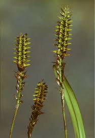 Image result for Bulbophyllum cochleatum